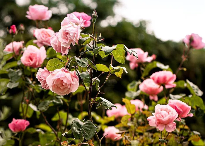 Domaine Casteele * Verson